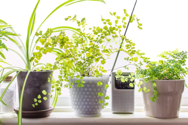 plants, 4 Plants That Don’t Need Sunshine. sunshine, house plants, at-home plants