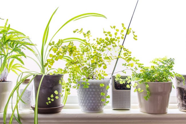 plants, 4 Plants That Don’t Need Sunshine. sunshine, house plants, at-home plants