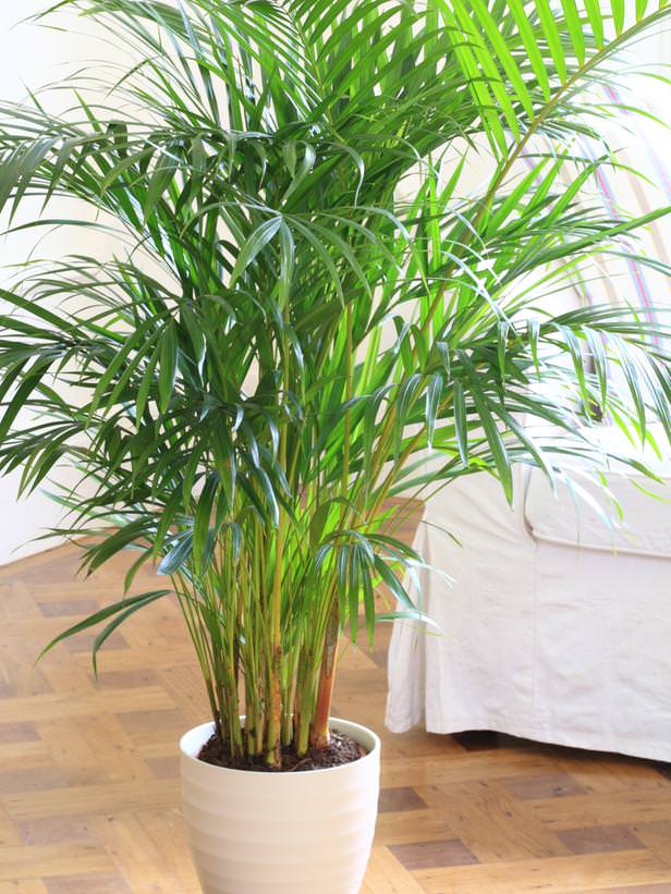 plants, 4 Plants That Don’t Need Sunshine. sunshine, house plants, at-home plants